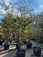 Buitenkans: Meerstammige steeneik - Quercus ilex, Ophalen, In pot, Overige soorten, 250 tot 400 cm