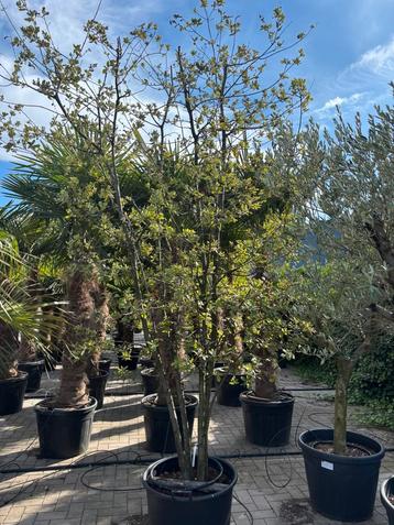 Buitenkans: Meerstammige steeneik - Quercus ilex beschikbaar voor biedingen
