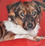 GEZOCHT GEZOCHT! Zo'n pupje/Hondje  als op de foto's., Dieren en Toebehoren, 8 tot 15 weken, Eén hond, Nederland, Particulier