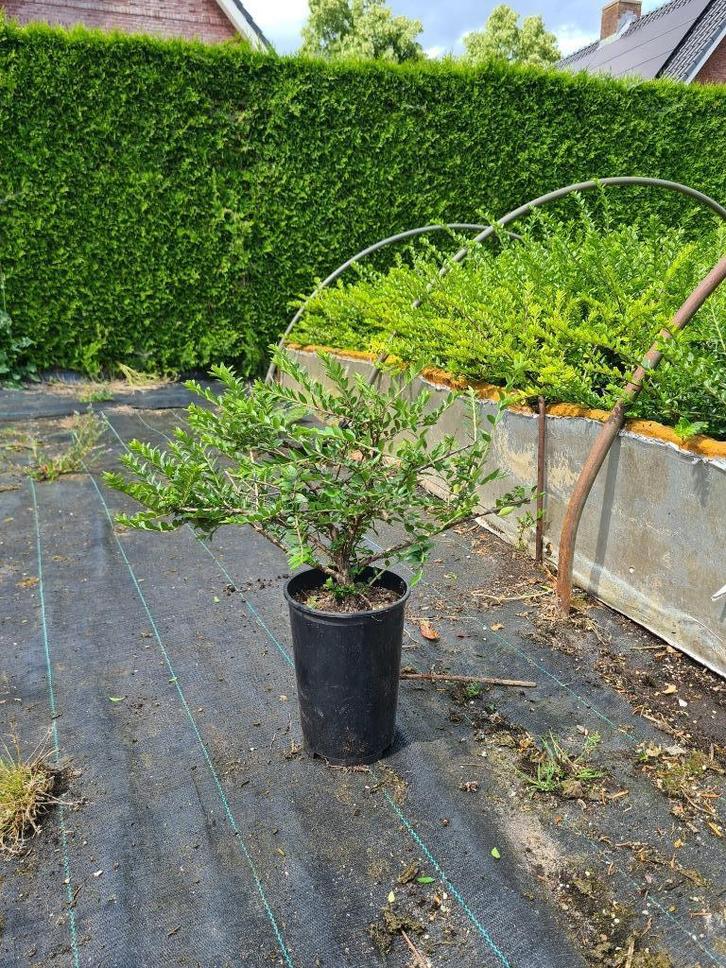 lonicera maigrun (kamperfoelie) - Buxusvervanger, Tuin en Terras, Planten | Tuinplanten, Overige soorten, Volle zon, Ophalen of Verzenden