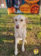 Mooie Bella ter adoptie!, Particulier, Rabiës (hondsdolheid), 1 tot 2 jaar, Buitenland