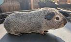 Mooi cavia beertje, Dieren en Toebehoren, Mei, Mannelijk, Cavia