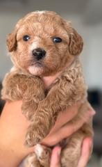Boomer / Maltipoo / Toy Poedel pups opgevoed met veel liefde, Overige rassen, CDV (hondenziekte), 8 tot 15 weken, Meerdere