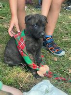Hollandse Herder pups!!, Dieren en Toebehoren, Honden | Herdershonden en Veedrijvers, Rabiës (hondsdolheid), 8 tot 15 weken, Meerdere