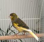 Kanarie, Dieren en Toebehoren, Mannelijk, Zangkanarie