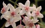 Hoya ex solaniflora gewortelde stek, Huis en Inrichting, Overige soorten, Minder dan 100 cm, Bloeiende kamerplant, Halfschaduw