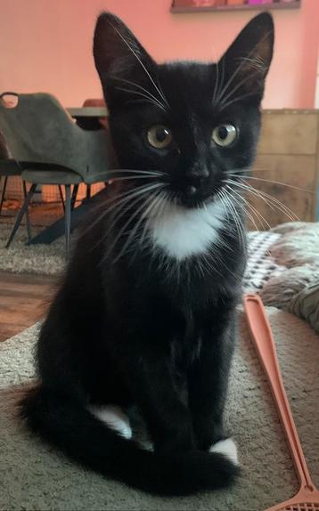 Twee lieve kittens: 3 mnd oud, kater zwart/wit lapjespoes beschikbaar voor biedingen