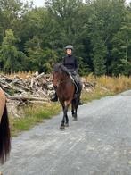 Prachtige Connemara allrounder, Dieren en Toebehoren, Pony's, Springpony, Zadelmak, 3 tot 6 jaar, Gechipt