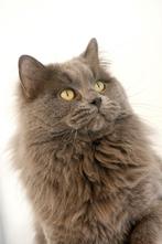Ter dekking: Ragdoll Blue Solid dekkater met stamboom!, Dieren en Toebehoren, 0 tot 2 jaar
