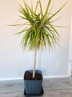 Gezellige goeduitziende plant in pot., Huis en Inrichting, Ophalen, Overige soorten, In pot, 100 tot 150 cm