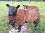 Blauwe Texelaar dekram., Dieren en Toebehoren, Schapen, Geiten en Varkens, Mannelijk, Schaap