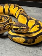 Snakeday Houten Diverse regius morphs.  breeders en nakweek, Dieren en Toebehoren, Reptielen en Amfibieën, Slang, Tam, 0 tot 2 jaar
