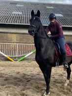 Bijrijdpaard gezocht / verzorgpaard gezocht, Ophalen of Verzenden, Nieuw