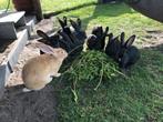 Konijnen, Dieren en Toebehoren, Meerdere dieren, Groot