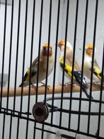 Majorputters Witkop, Dieren en Toebehoren, Vogels | Overige Vogels, Meerdere dieren, Wildzangvogel, Geringd