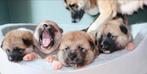 AKITA INU PUPS TEKOOP, Dieren en Toebehoren, Rabiës (hondsdolheid), Overige rassen, 8 tot 15 weken, Meerdere