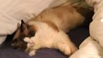 100% Ragdoll Bicolour Points | Dekkater zonder beperkingen, Dieren en Toebehoren, Katten en Kittens | Dekkaters, 3 tot 5 jaar