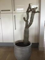 Grote cactus, Huis en Inrichting, Kamerplanten, Cactus, Minder dan 100 cm, Ophalen