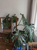 Grote monstera, Huis en Inrichting, Kamerplanten, Ophalen of Verzenden, Halfschaduw