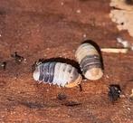 Cubaris "White Shark" isopods pissebedden, Overige soorten