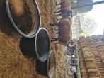 Dek rammen, Dieren en Toebehoren, Schapen, Geiten en Varkens, Mannelijk, Schaap