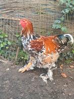 Brahma haan, Dieren en Toebehoren, Pluimvee, Mannelijk, Kip