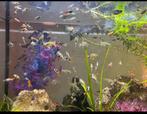 Veeeel guppys  en 3 zwarte vissen en waterplanten, Dieren en Toebehoren, Vissen | Aquariumvissen, Vis