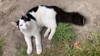 Kater Noorse boskat Kruising 10 maanden., Dieren en Toebehoren, Katten en Kittens | Overige Katten, Kater, 0 tot 2 jaar