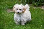 Maltipoo pups te koop, Rabiës (hondsdolheid), 15 weken tot 1 jaar, Overige rassen, Buitenland