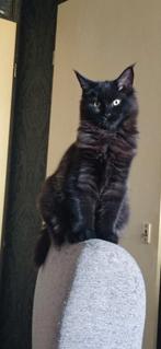 Black smoke/Tabby Maine Coon kittens van Russische lijn!, Dieren en Toebehoren, Meerdere dieren, Ontwormd, 0 tot 2 jaar