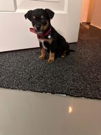 Chihuahua pups, Dieren en Toebehoren, Honden | Chihuahua's en Gezelschapshonden, Reu, 8 tot 15 weken, CDV (hondenziekte), Eén hond