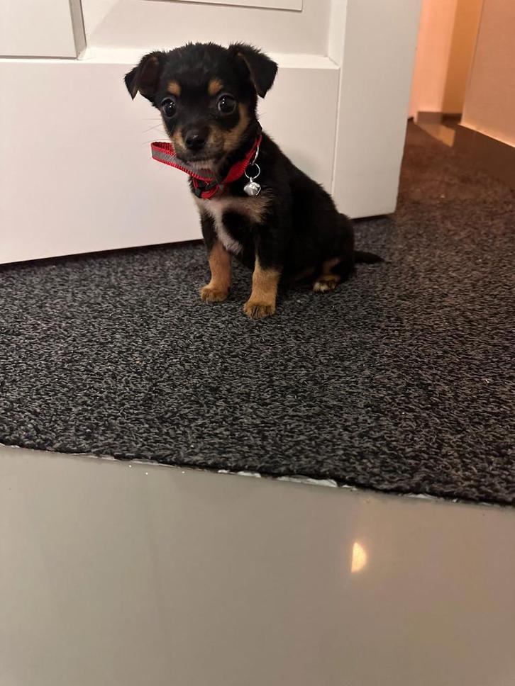 Chihuahua pups, Dieren en Toebehoren, Honden | Chihuahua's en Gezelschapshonden, Reu, Chihuahua, Particulier, Eén hond, Nederland