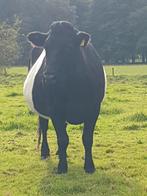 2 mooie lakenvelder koeien, Dieren en Toebehoren, Runderen, Vrouwelijk, 3 tot 6 jaar