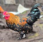 Kriel hanen, Dieren en Toebehoren, Mannelijk, Kip