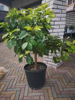 Citrusboom, Tuin en Terras, Ophalen, Volle zon, Overige soorten, 100 tot 250 cm