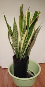 Sansevieria Vrouwentong 60 cm bond blad, Huis en Inrichting, Overige soorten, Minder dan 100 cm, Halfschaduw, In pot