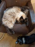 2 ex katers, Kater, Ingeënt