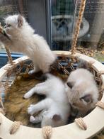 Rgdoll kittens, Dieren en Toebehoren, Katten en Kittens | Overige Katten, Meerdere dieren