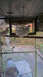 Sierduiven 5 stuks, Meerdere dieren, Overige soorten
