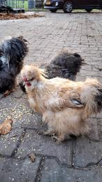 USA zijdehoen haantjes., Dieren en Toebehoren, Pluimvee, Mannelijk, Kip