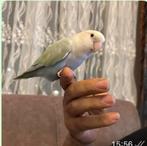 Agapornissen (dwergpapegaaien) incl. kooi, Meerdere dieren, Dwergpapegaai of Agapornis