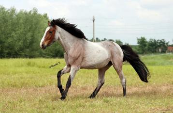Paard gefokte 3 jarige springpony beschikbaar voor biedingen