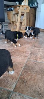 Pups (NOG 2 TEEFJES) Grote Zwitserse Sennen x Berner Sennen., Dieren en Toebehoren, Overige rassen, CDV (hondenziekte), 8 tot 15 weken