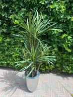 Kunst plant, Huis en Inrichting, Woonaccessoires | Kunstplanten en Kunstbloemen, Ophalen of Verzenden