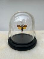 Insect in glazen stolp - Woondecoratie Curiosa Antiek Look V, Antiek en Kunst, Ophalen of Verzenden