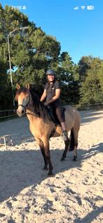 Bijrijder gezocht, Dieren en Toebehoren, Ophalen, Zo goed als nieuw