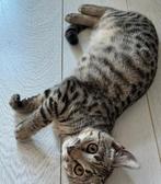 Prachtige Bengaal kitten, Dieren en Toebehoren, Katten en Kittens | Overige Katten, Kater