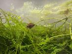 apistogramma vrouw, Dieren en Toebehoren, Vis, Zoetwatervis