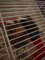 2 cavia’s met hok, Dieren en Toebehoren, Knaagdieren, Cavia, April, Vrouwelijk, Tam