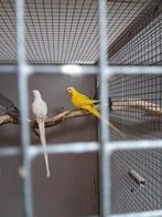 Vele soorten vogels en diervoeders Vanavond geopend